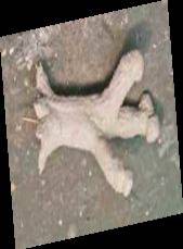 willow18.jpg willow18.jpg