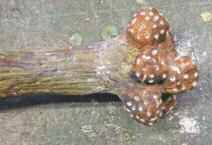 willow14.jpg willow14.jpg