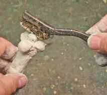 willow11.jpg willow11.jpg